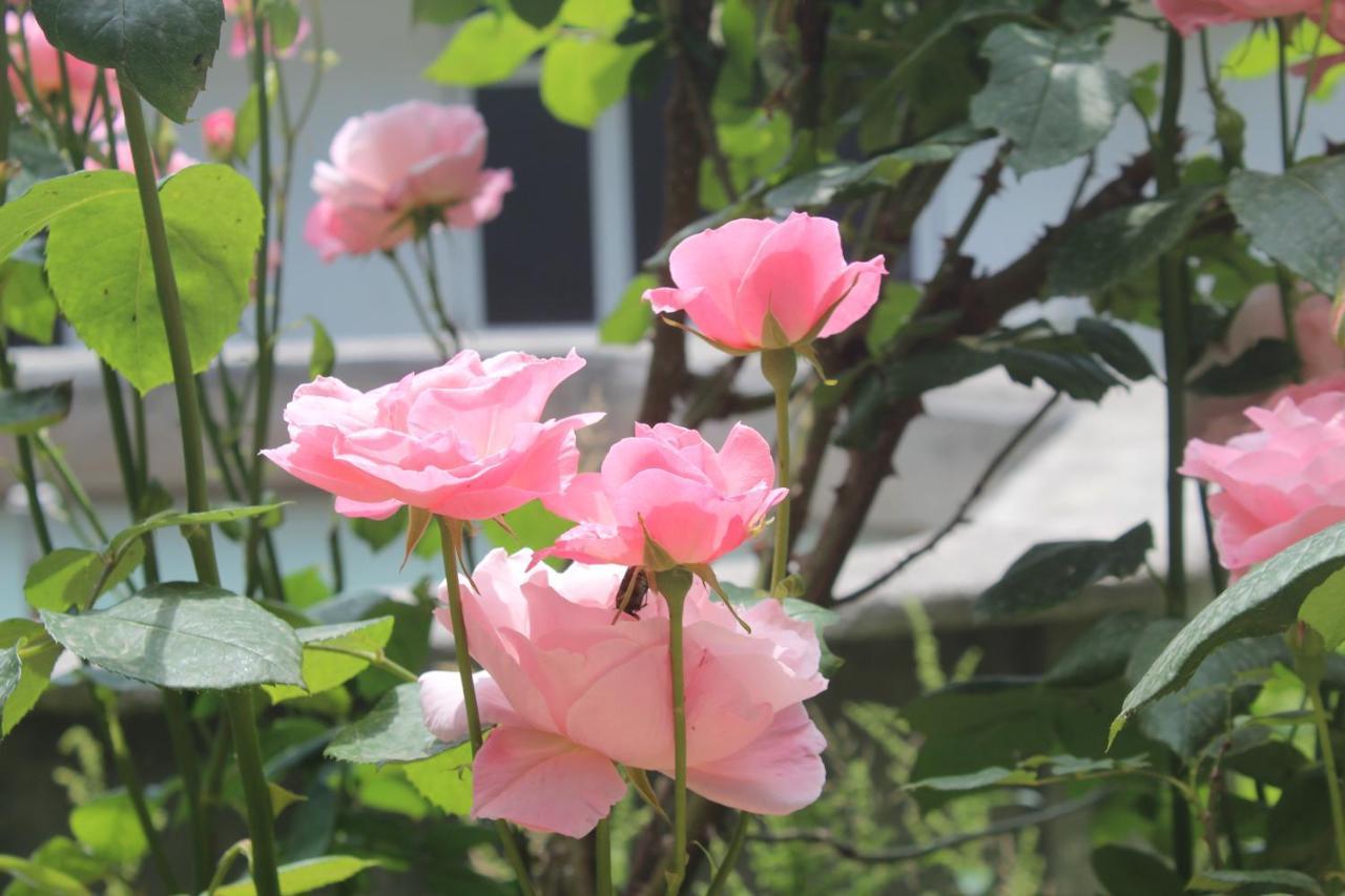 Canal Hostel Şǝki Zewnętrze zdjęcie